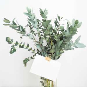 green leafed plant with white printing paper